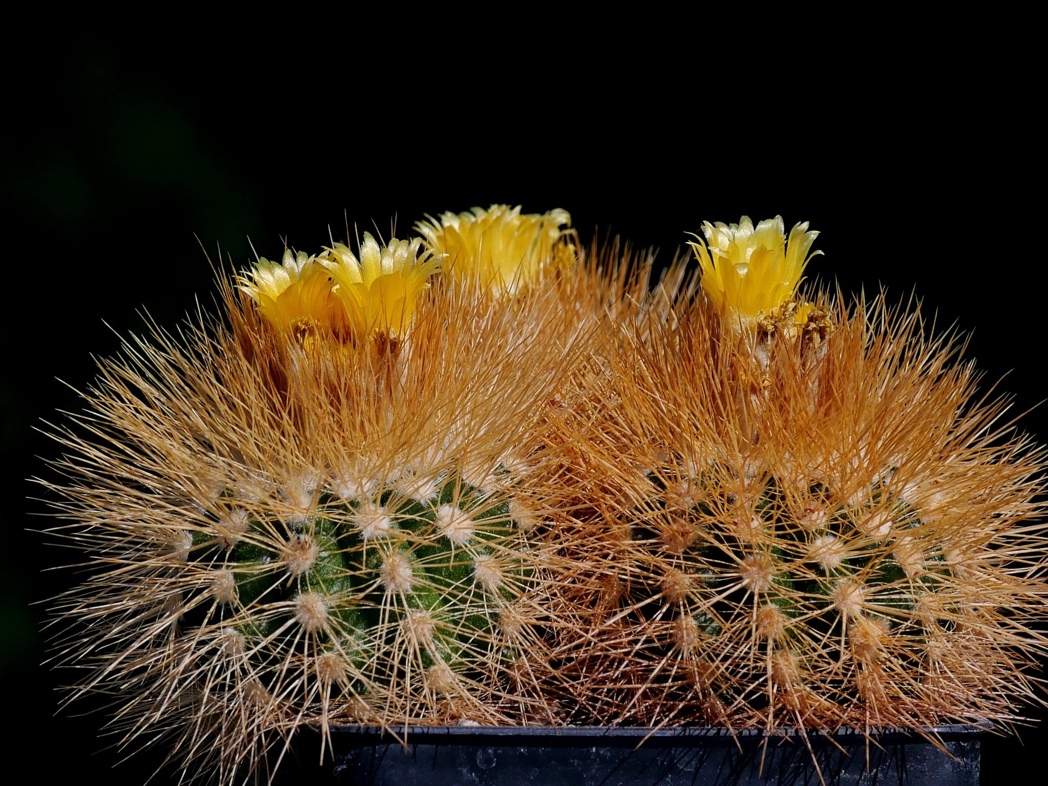 Parodia spec. MN 653 (Tabacal, Bol) - 2