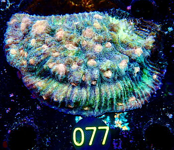 Echinophyllia spp. Chalice