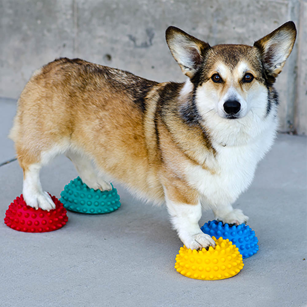 Half balls for dog balance ball traning