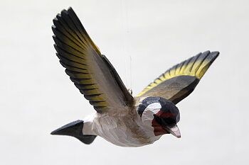 Goldfinch flying 13x9 cm