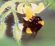 Humlor (Pollinerare)
