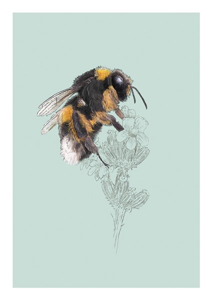 Bumble Bee, Everyday Single Card