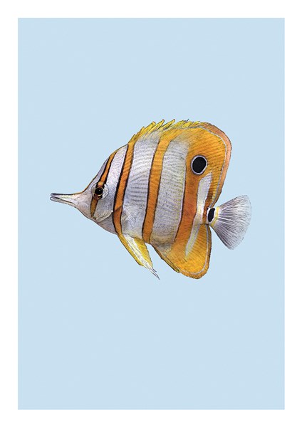 Butterfly Fish, Everyday Single Card