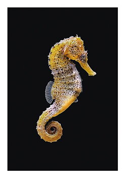 Seahorse, Everyday Single Card