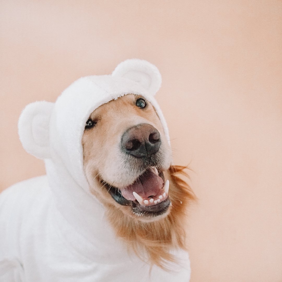 Barkshe Dog Bathrobe White - 3