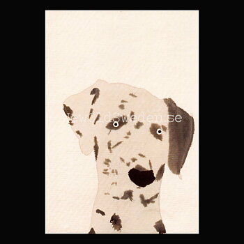 Dalmatian 2019 - Holly Frean - Postcard A6 - 1607