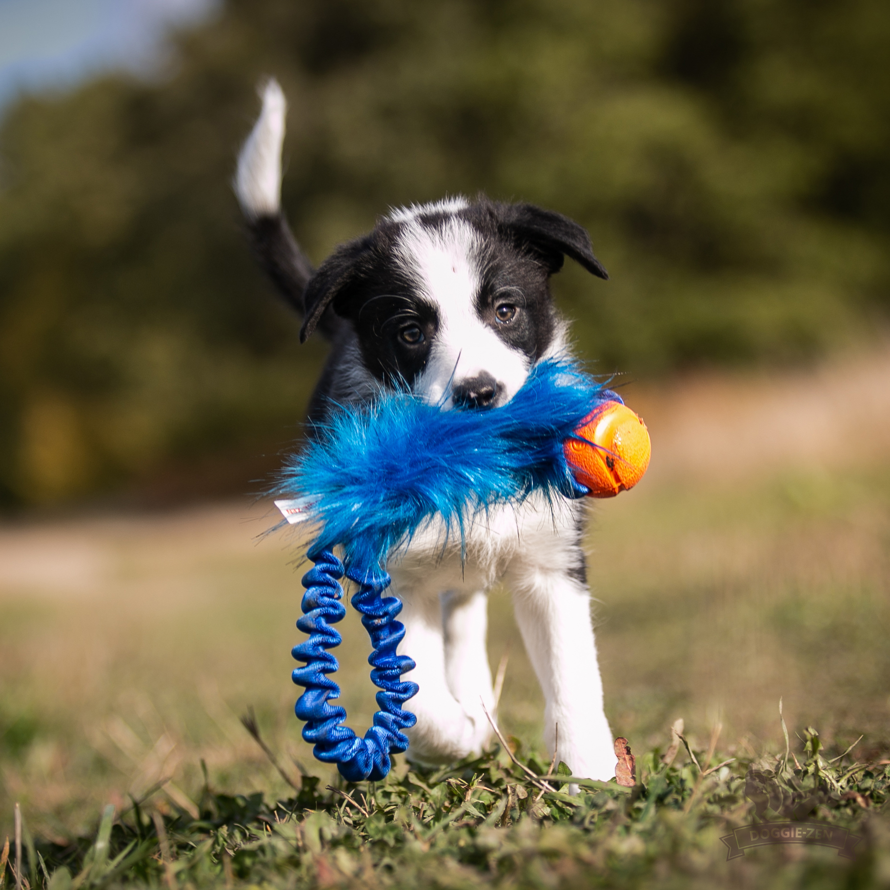 Bungee Pocket Tug Fake Fur with Chuckit - 2