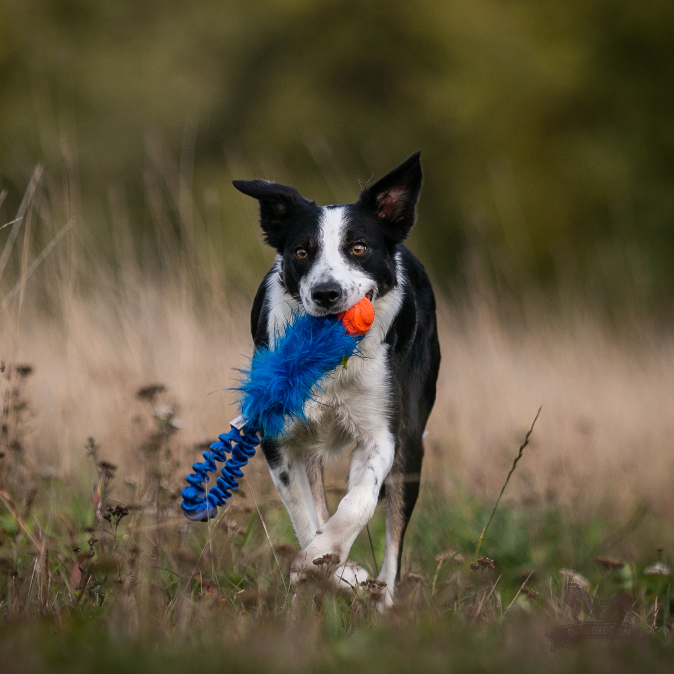 Bungee Pocket Tug Fake Fur with Chuckit - 4