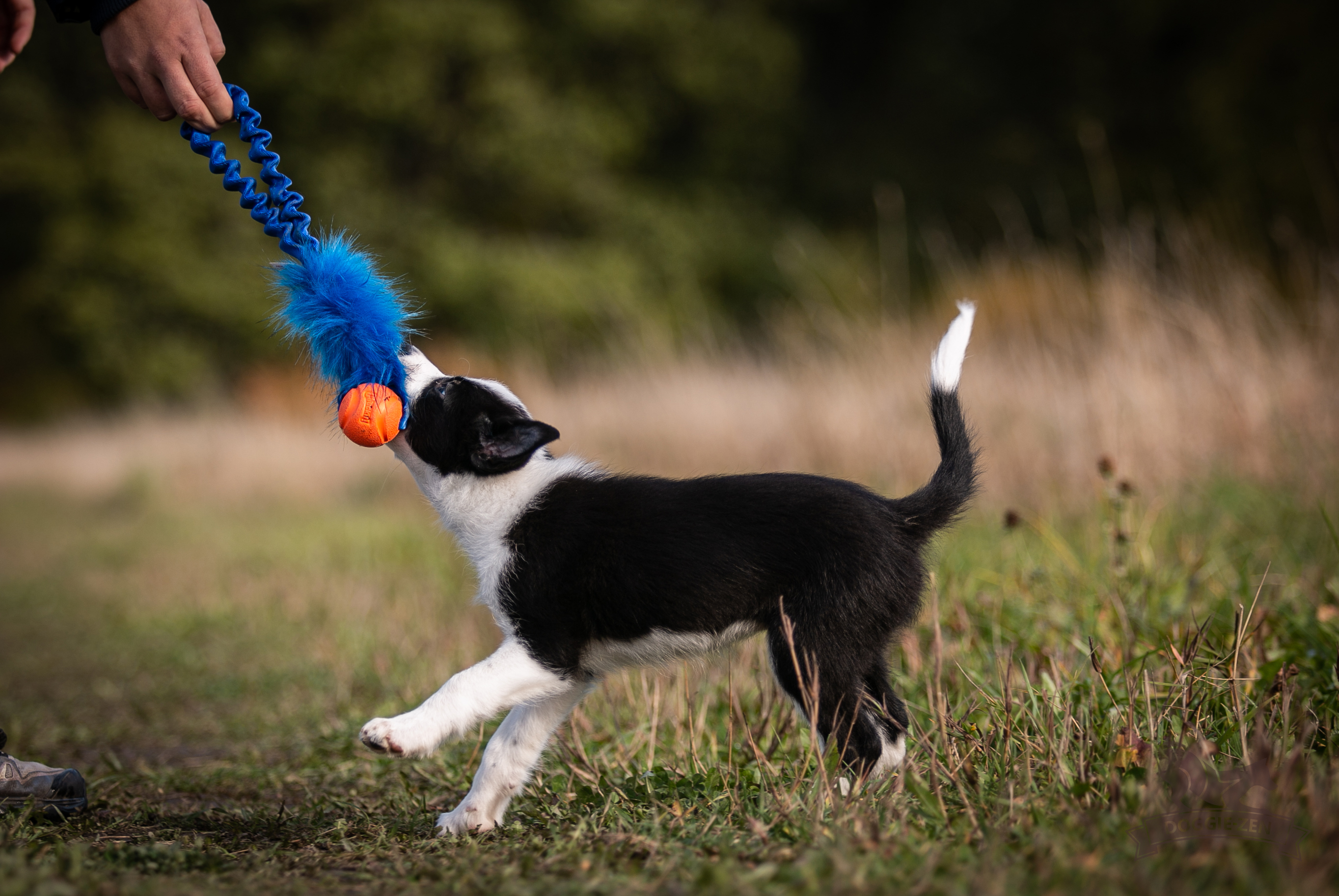 Bungee Pocket Tug Fake Fur with Chuckit - 3