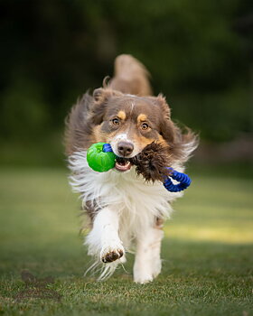 Bungee Pocket Tug Sheepskin with Funball