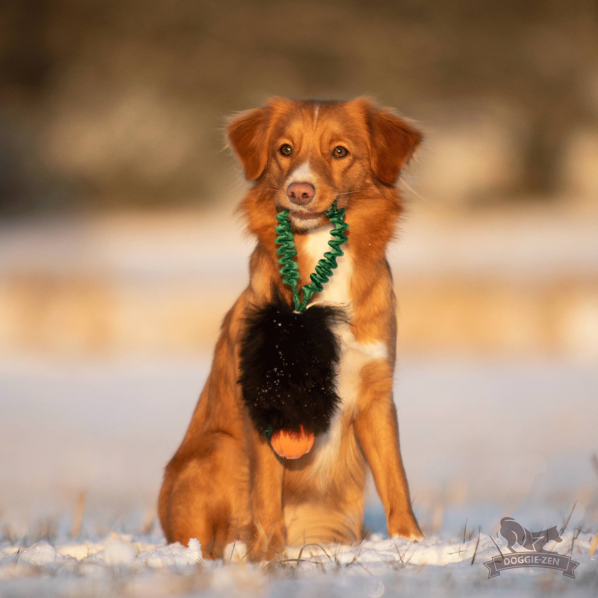 Bungee Pocket Sheepskin Tug with Chuckit