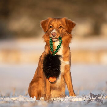 Bungee Pocket Sheepskin Tug with Chuckit