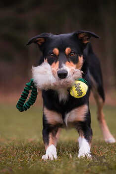 Bungee Pocket Tug Sheepskin with KONG Air Squeaker Ball
