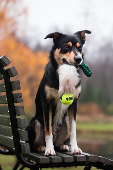 Bungee Pocket Tug Sheepskin with KONG Air Squeaker Ball