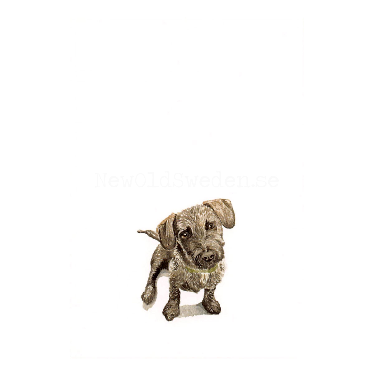Roo 2020 - Wallace May - Postcard A6 - 1607 - 2