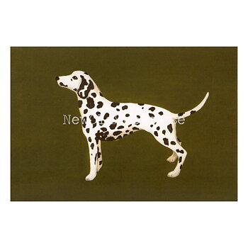 Dalmatian 2020 - Mia Johnson - Postcard A6 - 1607
