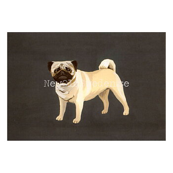 Pug 2020 - Mia Johnson - Postcard A6 - 1607