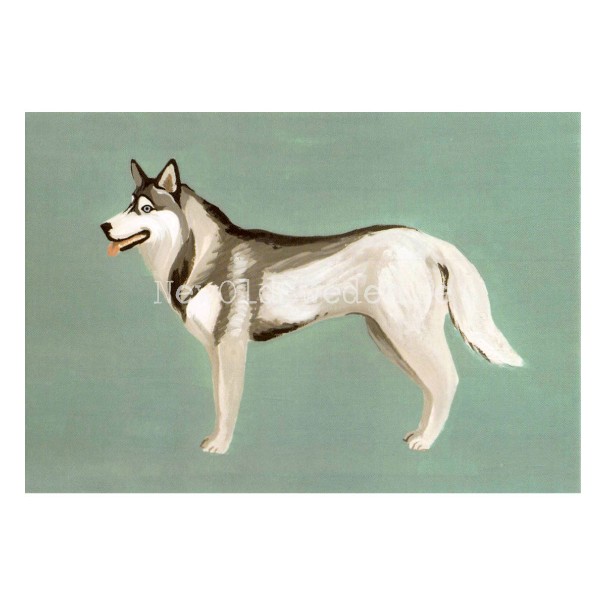 Siberian Husky 2020 - Mia Johnson - Postcard A6 - 1607 - 2