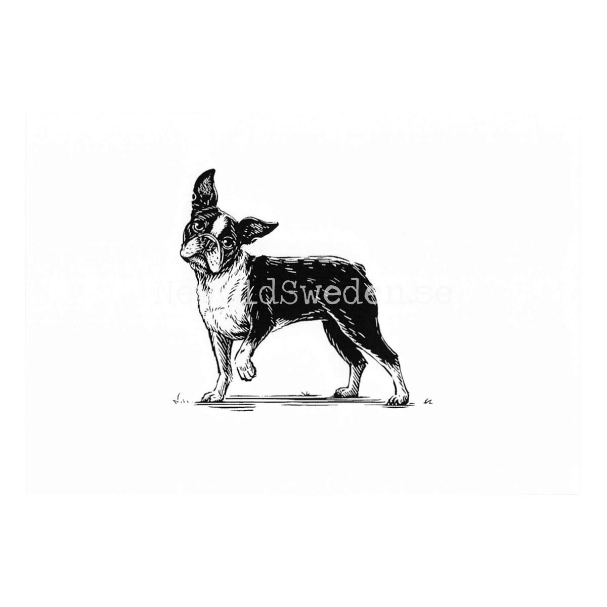 Boston Terrier 2020 - Dylan Goldberger - Postcard A6 - 1607 - 2