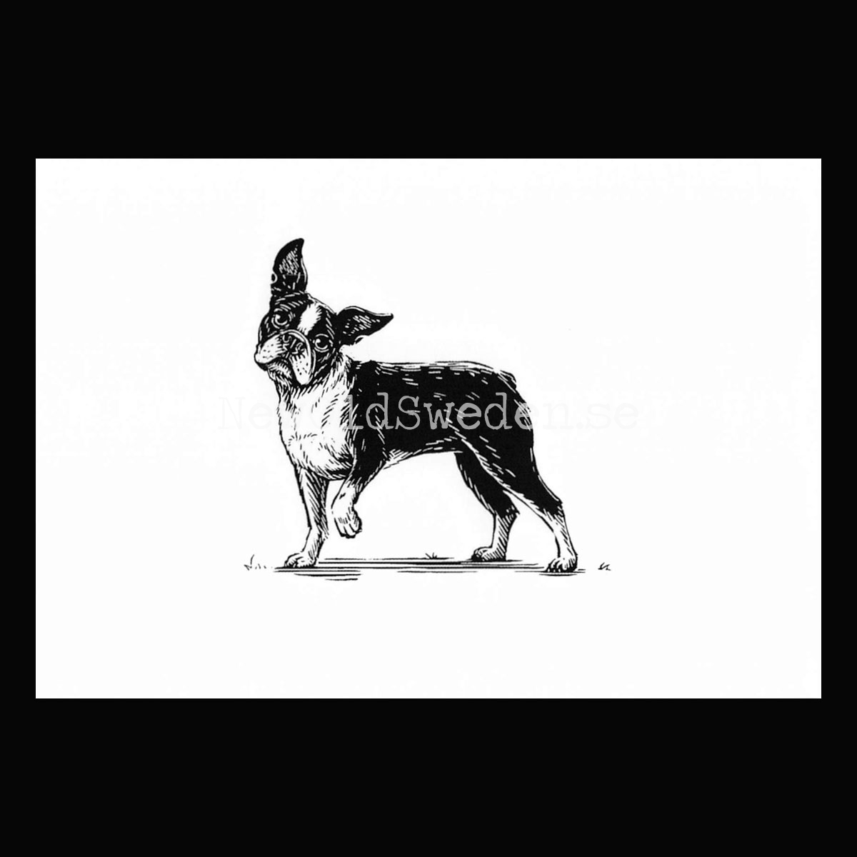 Boston Terrier 2020 - Dylan Goldberger - Postcard A6 - 1607