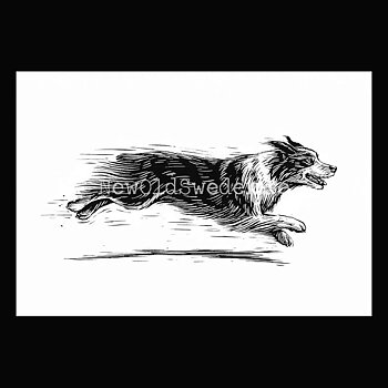 Australian Shepherd 2020 - Dylan Goldberger - Postcard A6 - 1607