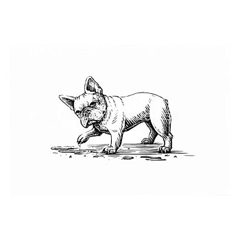 French Bulldog 2020 - Dylan Goldberger - Postcard A6 - 1607