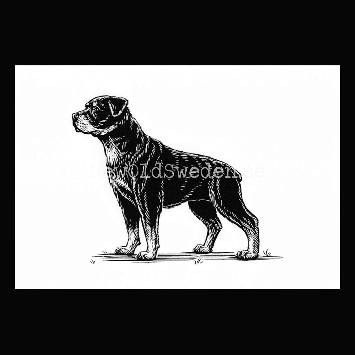 Rottweiler 2020 - Dylan Goldberger - Postcard A6 - 1607