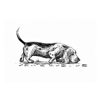 Basset Hound 2020 - Dylan Goldberger - Postcard A6 - 1607