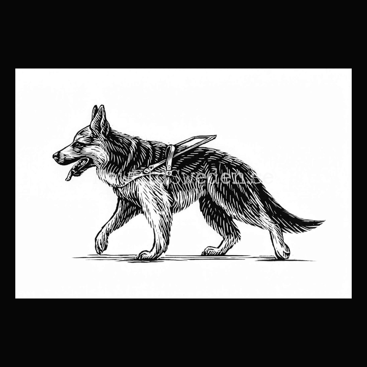 German Shepherd 2020 - Dylan Goldberger - Postcard A6 - 1607
