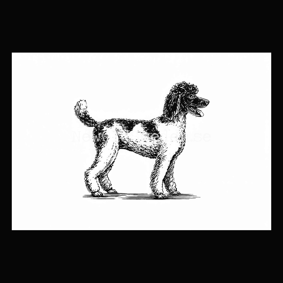 Poodle 2020 - Dylan Goldberger - Postcard A6 - 1607