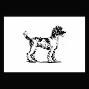 Poodle 2020 - Dylan Goldberger - Postcard A6 - 1607