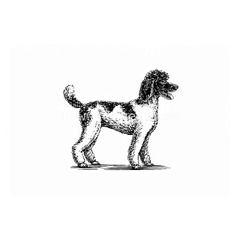 Poodle 2020 - Dylan Goldberger - Postcard A6 - 1607