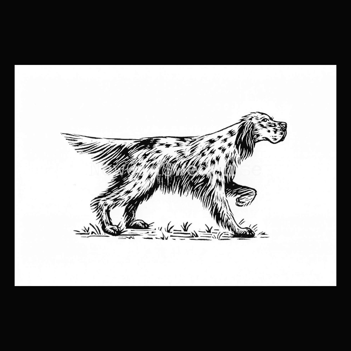 English Setter 2020 - Dylan Goldberger - Postcard A6 - 1607