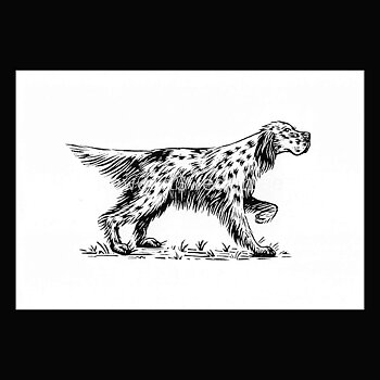 English Setter 2020 - Dylan Goldberger - Postcard A6 - 1607