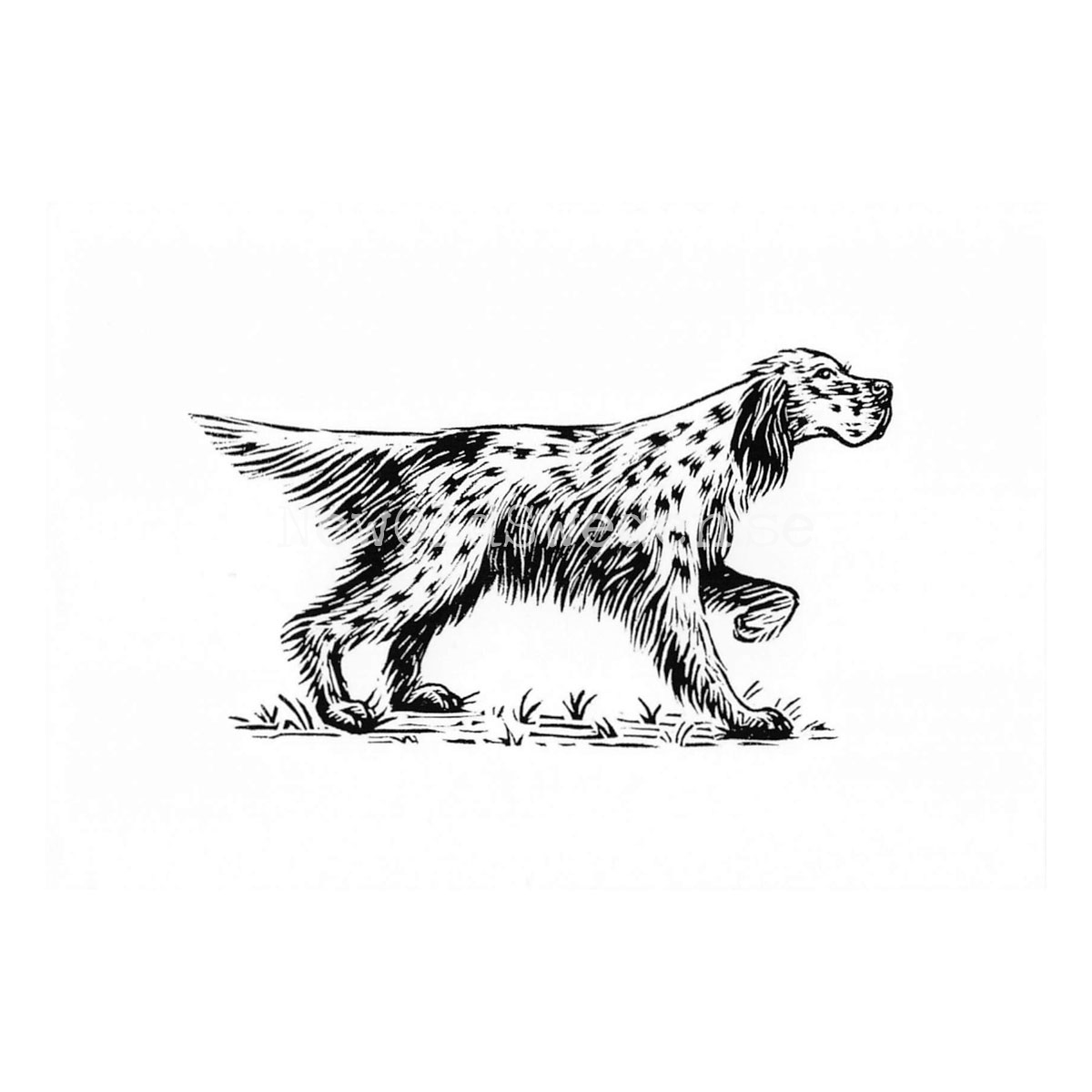 English Setter 2020 - Dylan Goldberger - Postcard A6 - 1607 - 2