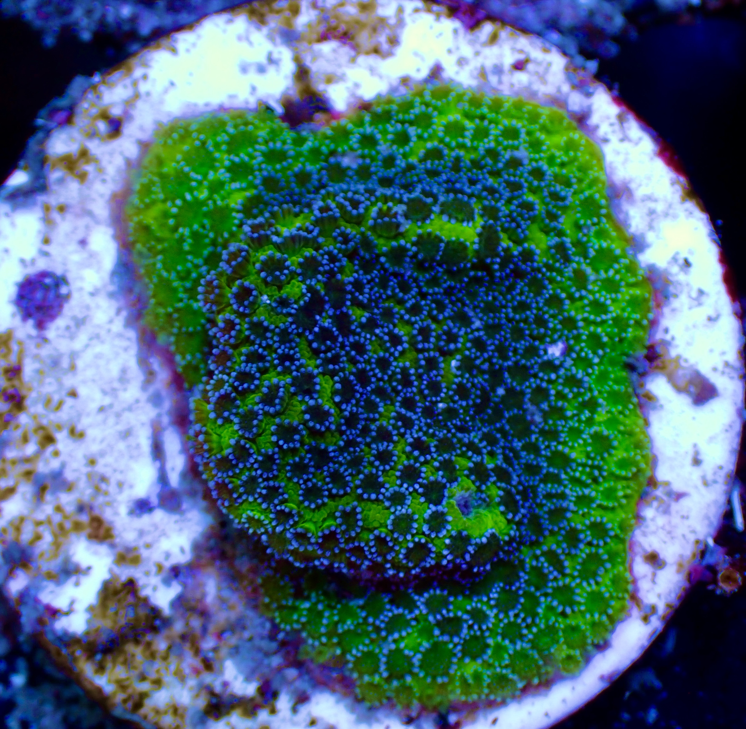 Montipora spp. Blueberry Pie