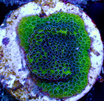 Montipora spp. Blueberry Pie