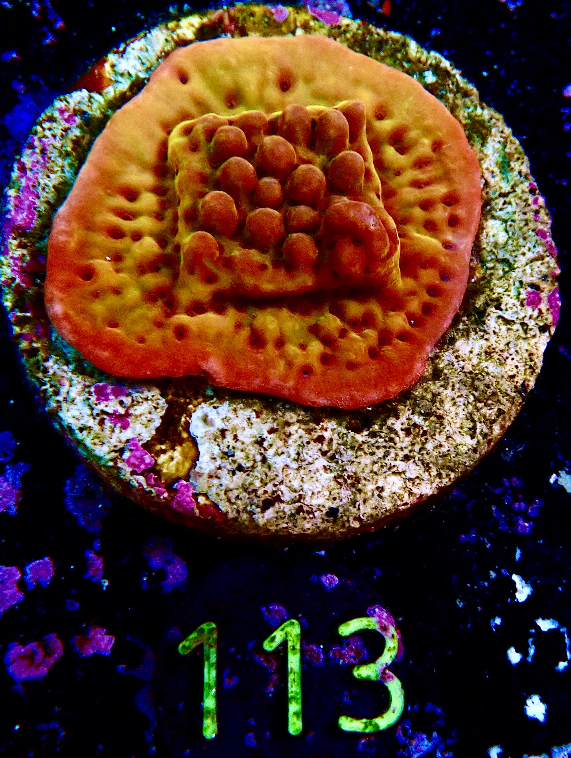 Montipora Danae Flaming Phoenix