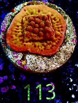 Montipora Danae Flaming Phoenix
