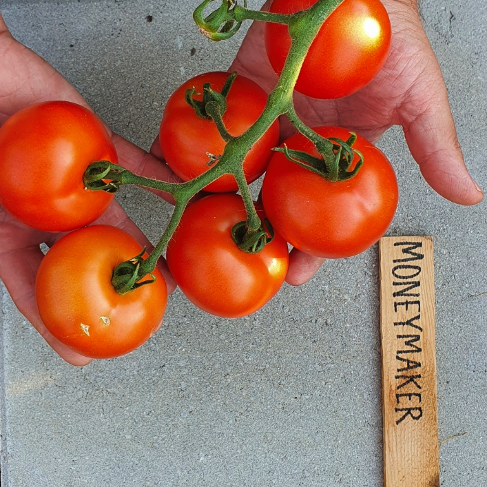 Tomat - Moneymaker