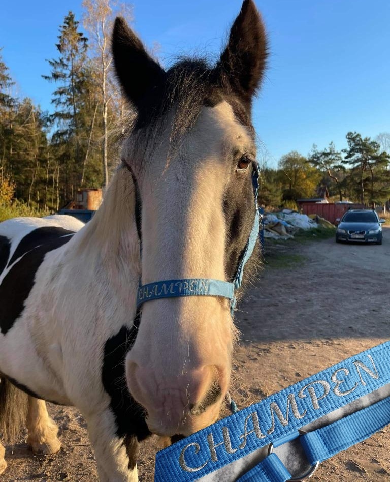 Fina tinkern Champen i sin nya grimma, så söt. 