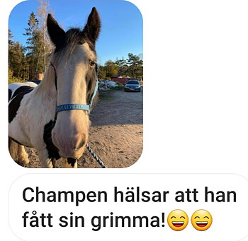 Fina tinkern Champen i sin nya grimma, så söt. 