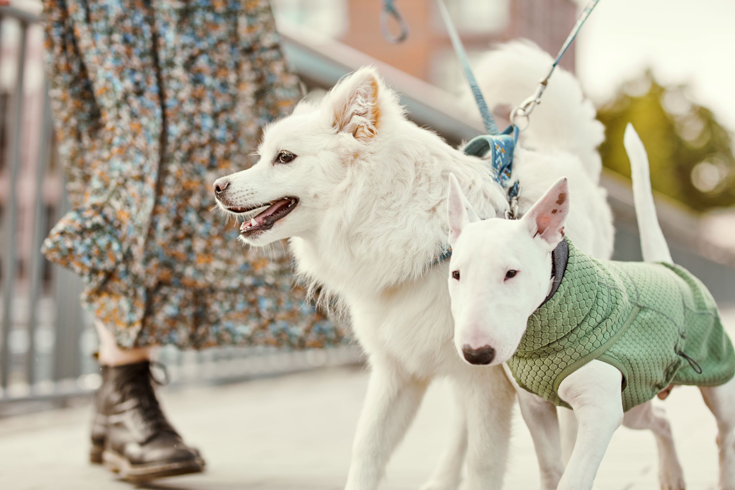 Hurtta Razzle-Dazzle Midlayer - from Dogs Outside in New Zealand