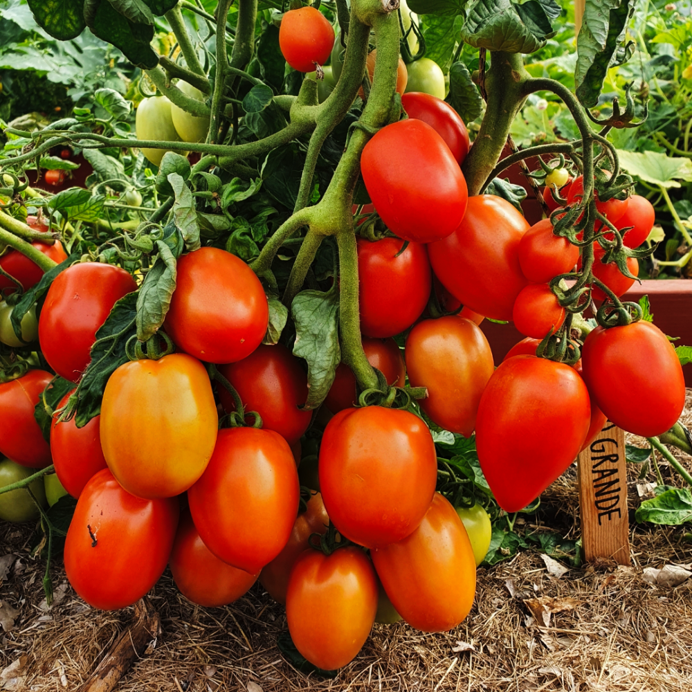 Tomat - Rio Grande