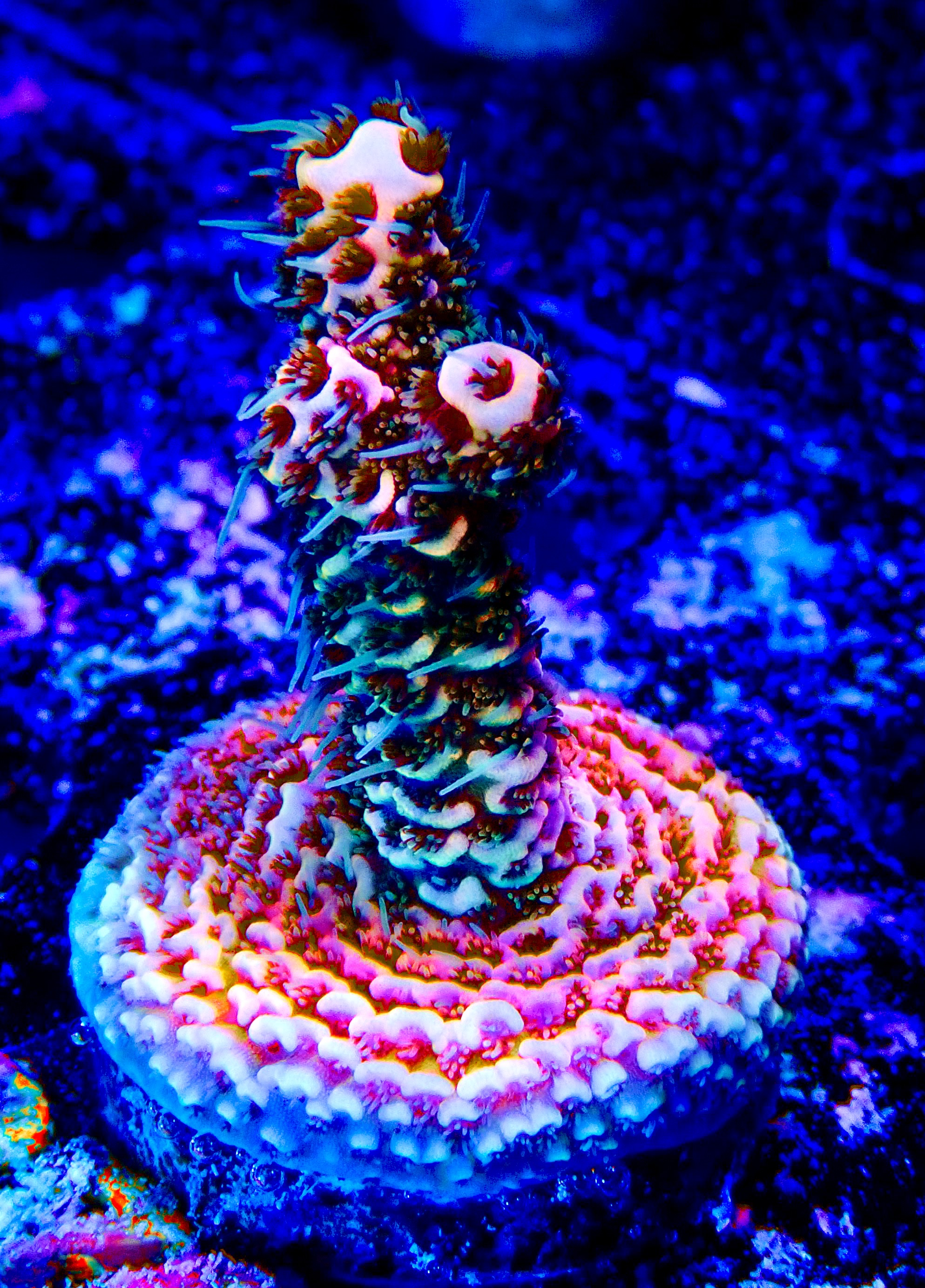Acropora Millepora OOL Pink Valkyrie