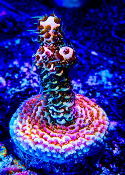 Acropora Millepora OOL Pink Valkyrie