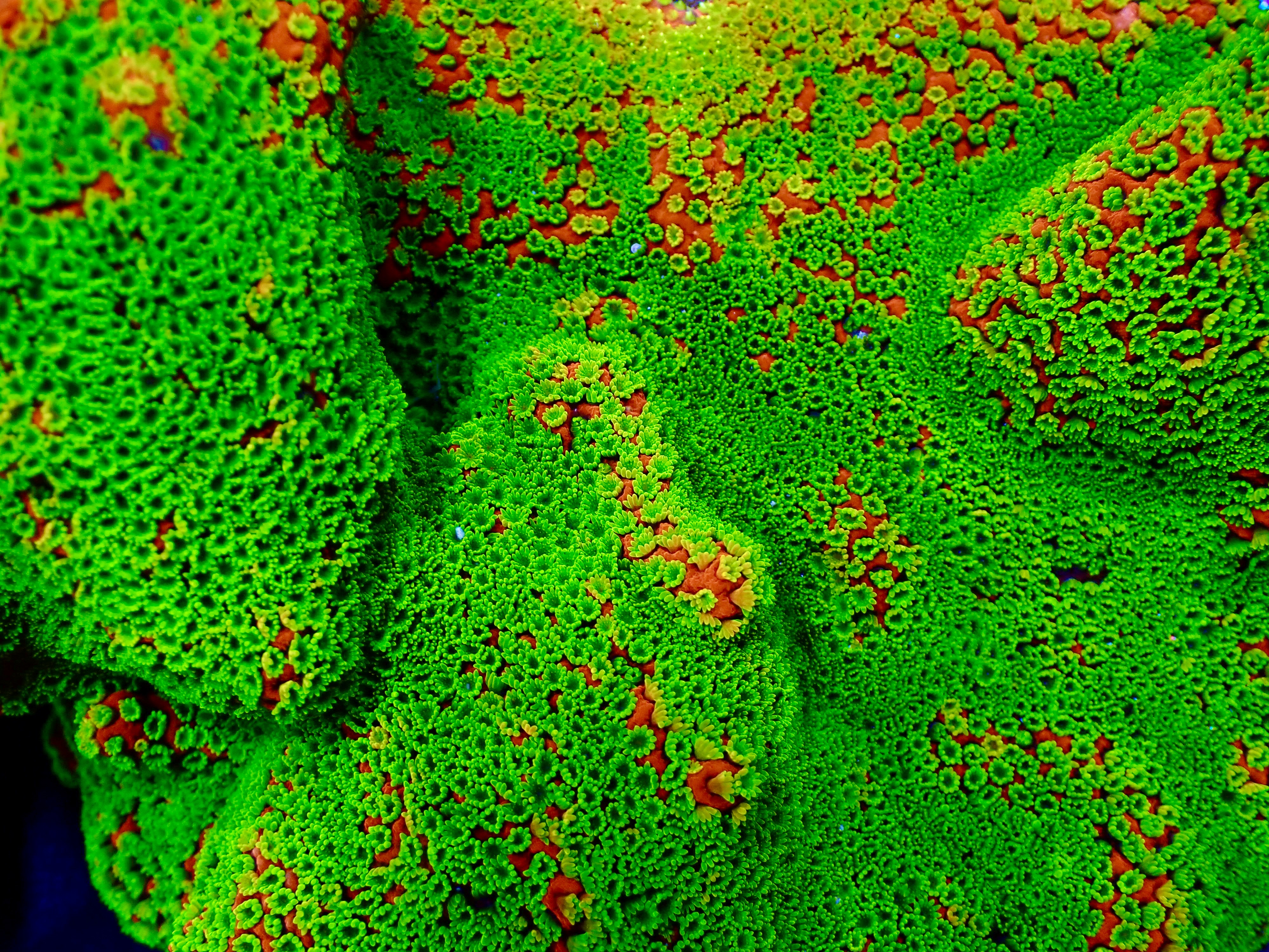 Montipora Sunset