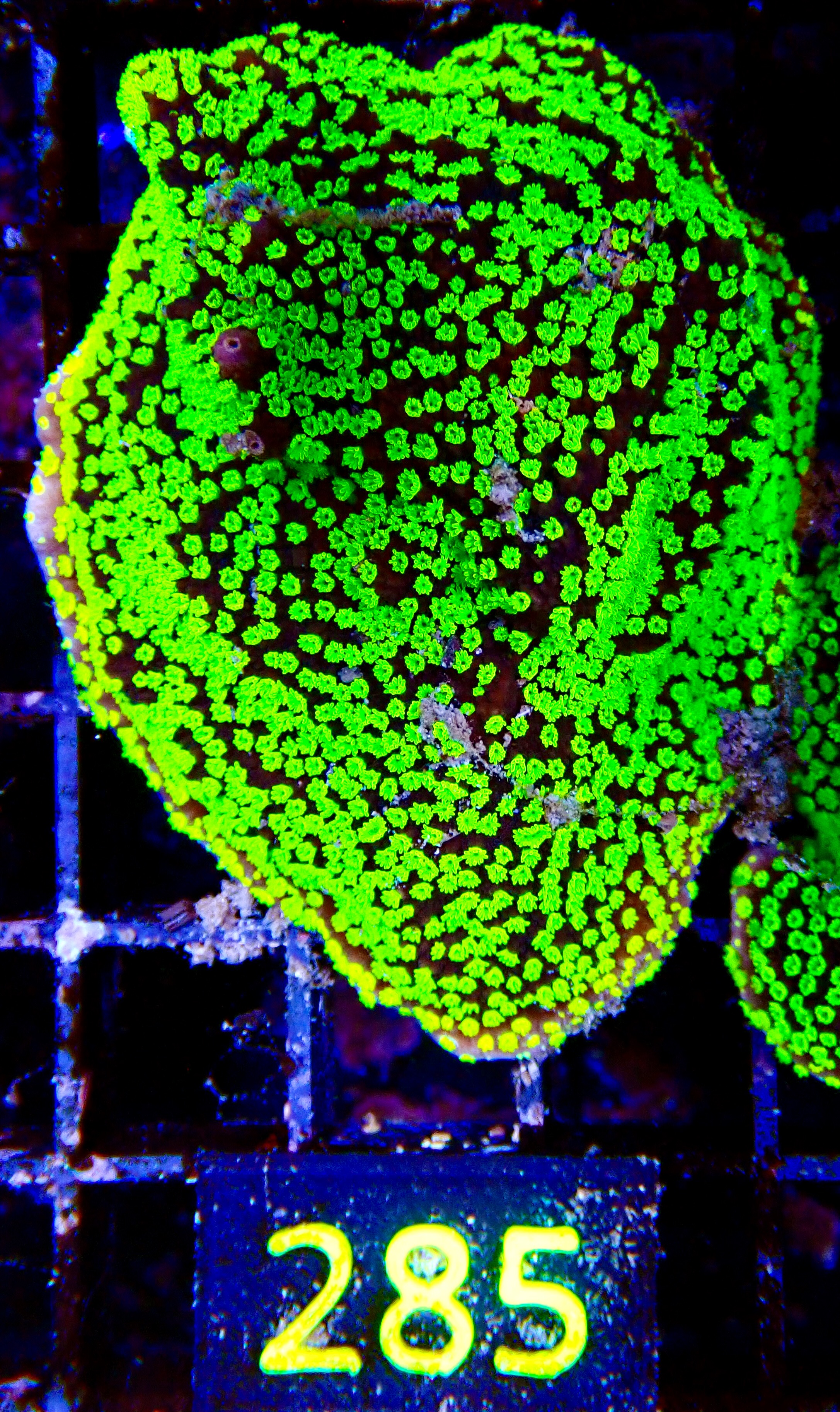 Montipora spp. encrusting