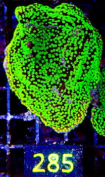 Montipora spp. encrusting
