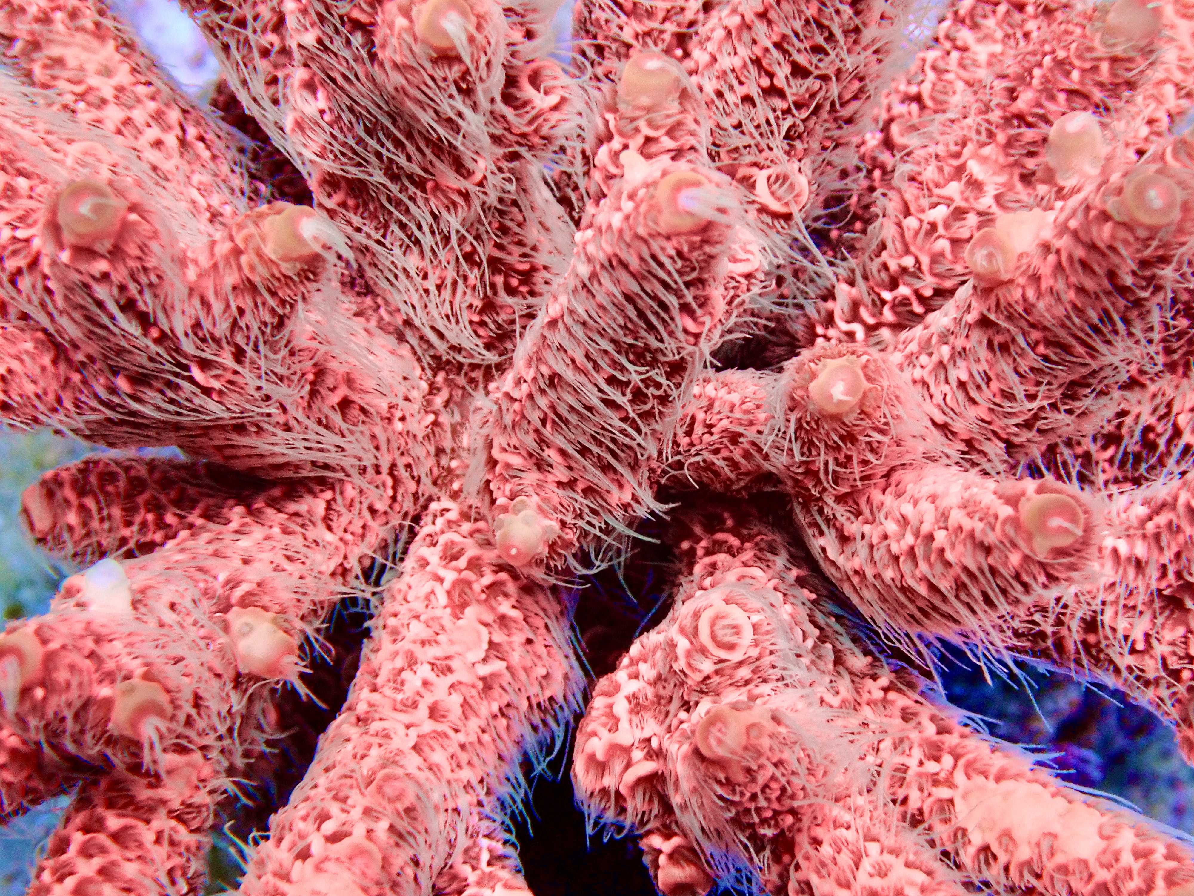 Acropora Millepora OOL Tangerine Dream